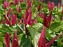 Trillium sessile Rubrum1